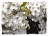 whittreeflowers2ptesigwb